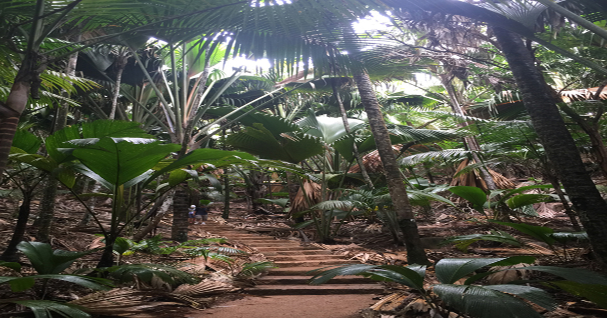 Vallee de Mai, Seychelles - The Life Well Traveled