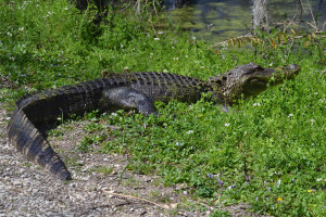 Brazos Bend State Park